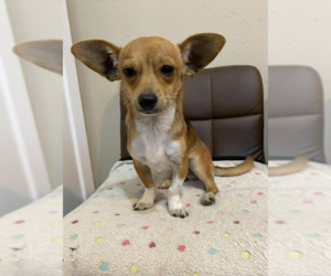 Chihuahua-Unknown Mix Dogs for adoption in Cranston, RI, USA