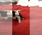 Small Photo #7 Boston Terrier Puppy For Sale in BRKN ARW, OK, USA