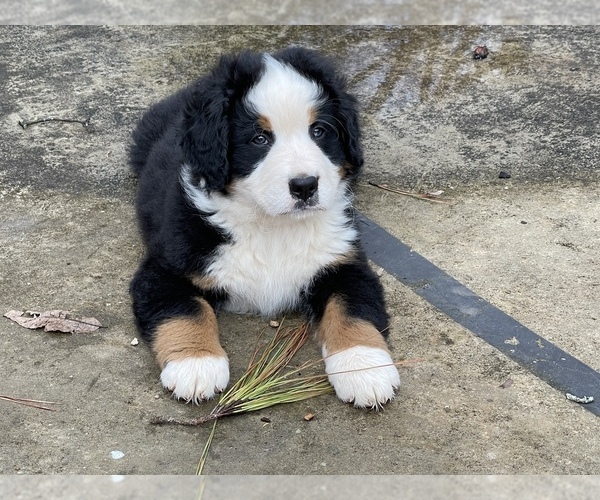 Medium Photo #2 Bernese Mountain Dog Puppy For Sale in SCOTTSBORO, AL, USA