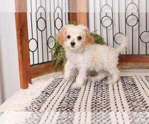 Shih-Poo Puppy for sale in NAPLES, FL, USA