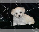 Image preview for Ad Listing. Nickname: Mr Wiggles