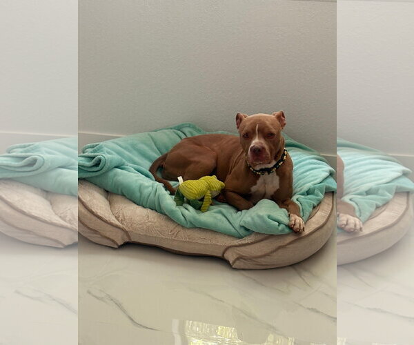 Medium Photo #3 American Pit Bull Terrier-Unknown Mix Puppy For Sale in Miami, FL, USA