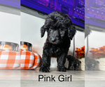 Puppy Pink Girl Labradoodle