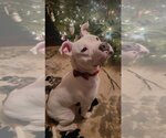 Small Photo #7 American Pit Bull Terrier-Unknown Mix Puppy For Sale in Lockport, NY, USA