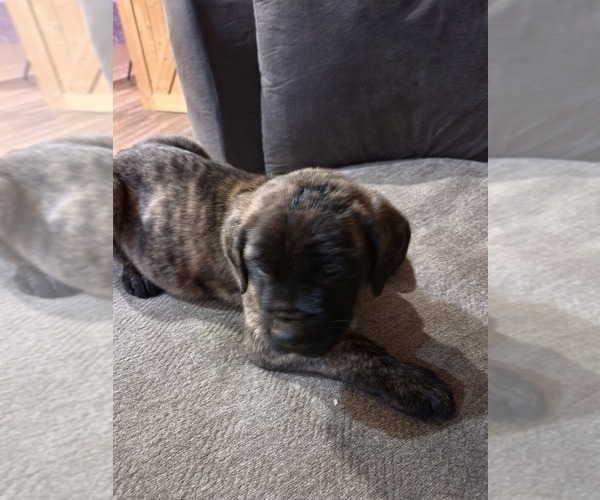 Medium Photo #5 Mastiff Puppy For Sale in WALNUT COVE, NC, USA
