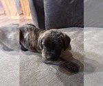 Small #4 Mastiff