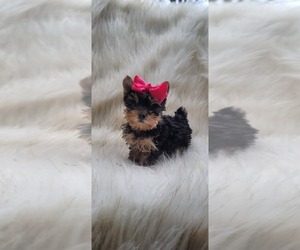 Yorkshire Terrier Puppy for sale in INDIANAPOLIS, IN, USA