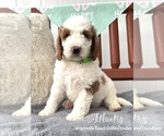 Small #4 Goldendoodle (Miniature)