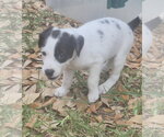 Small #1 Labrador Retriever Mix