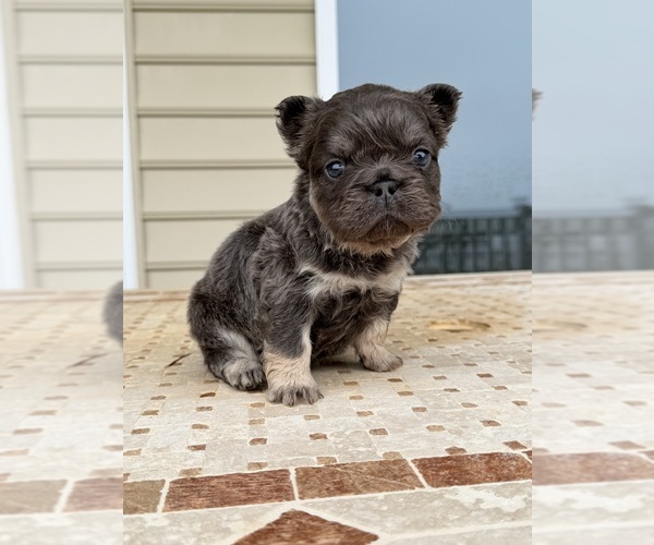 Medium Photo #1 French Bulldog Puppy For Sale in BERLIN, MD, USA