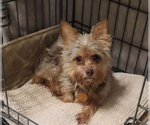 Medium Photo #4 Chihuahua-Unknown Mix Puppy For Sale in Cary, NC, USA