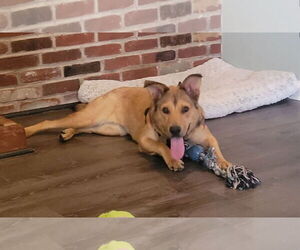 Labrador Retriever-Unknown Mix Dogs for adoption in Doylestown, PA, USA