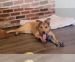 Small Labrador Retriever Mix