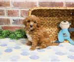 Small #25 Cavapoo (Miniature)