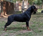 Small #5 Rottweiler