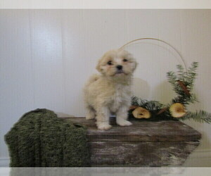 Medium Maltipoo (Miniature)