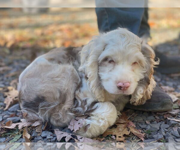 Medium Photo #5 Cocker Spaniel Puppy For Sale in Lewistown, PA, USA