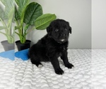 Small Photo #3 Golden Retriever-Miniature American Shepherd Mix Puppy For Sale in FRANKLIN, IN, USA