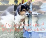 Small Photo #1 Pembroke Welsh Corgi Puppy For Sale in FORT VALLEY, GA, USA