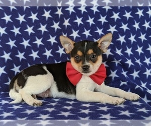Fox Terrier (Smooth)-Pomeranian Mix Puppy for sale in LEOLA, PA, USA