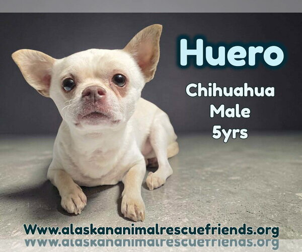 Medium Photo #1 Chihuahua-Unknown Mix Puppy For Sale in Anchorage, AK, USA