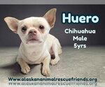 Small Chihuahua Mix