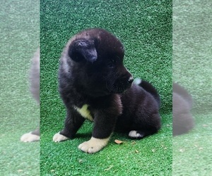 Medium Akita
