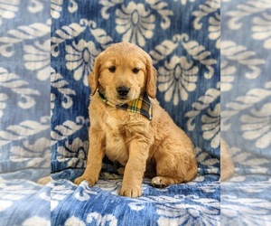 Goldendoodle (Miniature) Puppy for sale in KIRKWOOD, PA, USA