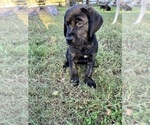 Puppy Mr Green Labrador Retriever