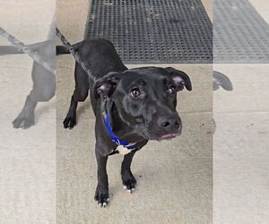 Jax - Male Siberian Husky-Unknown Mix Dog for Adoption - Photo #11