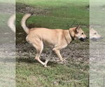 Small #5 Mutt