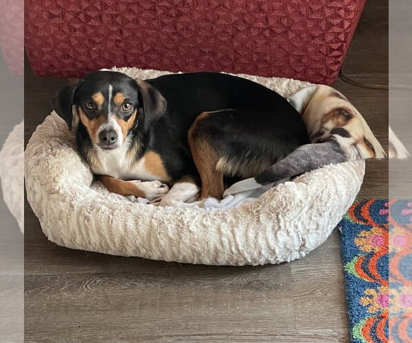 Medium Photo #9 Beagle-Unknown Mix Puppy For Sale in Mooresville, NC, USA