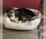 Small #8 Beagle Mix
