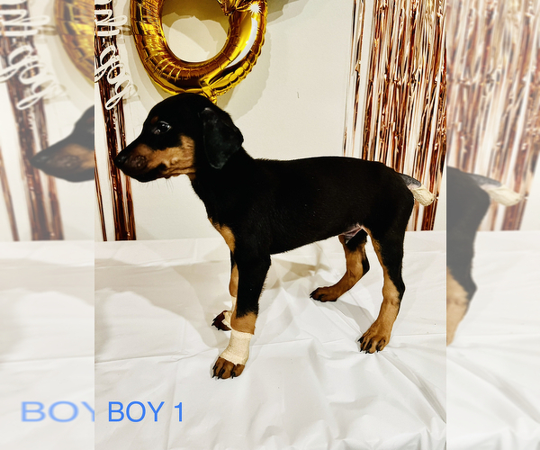Medium Photo #1 Doberman Pinscher Puppy For Sale in KATY, TX, USA