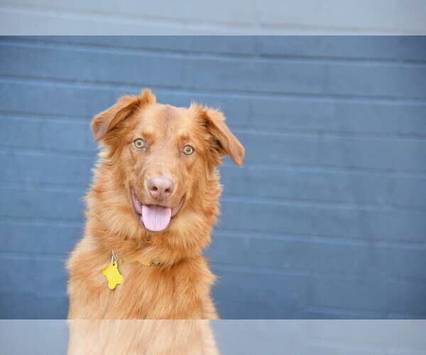 Medium Photo #11 Retriever -Unknown Mix Puppy For Sale in Sandy, UT, USA
