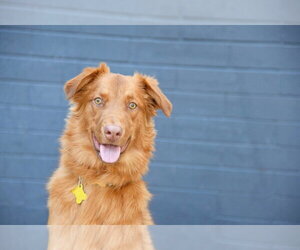 Weiser - Male Retriever -Unknown Mix Dog for Adoption - Photo #11