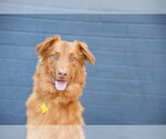 Small Photo #11 Retriever -Unknown Mix Puppy For Sale in Sandy, UT, USA