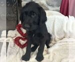 Small Photo #2 Labradoodle Puppy For Sale in GREENCASTLE, PA, USA