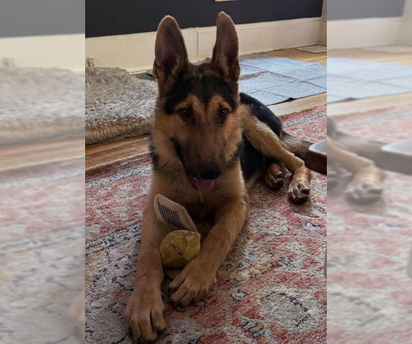 Medium Photo #1 German Shepherd Dog Puppy For Sale in Kansas City, MO, USA