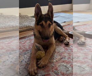 German Shepherd Dog Dogs for adoption in Kansas City, MO, USA