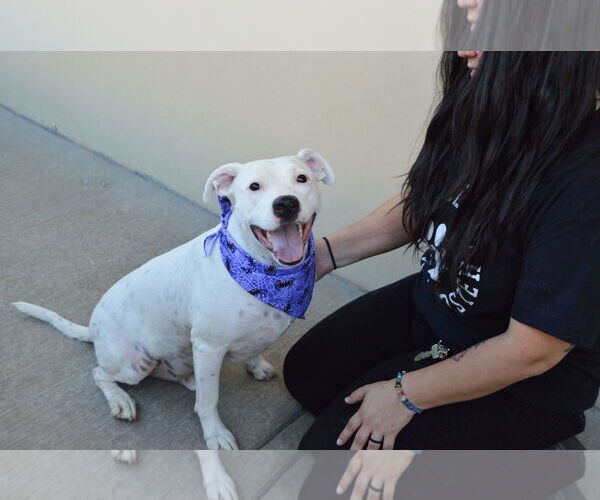 Medium Photo #3 American Staffordshire Terrier-Unknown Mix Puppy For Sale in McKinney, TX, USA