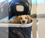Small #1 Dachshund