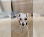 Small #2 Chihuahua Mix