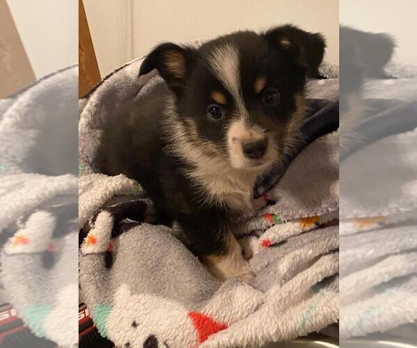 Medium Photo #1 Augi Puppy For Sale in BRIGGSDALE, CO, USA