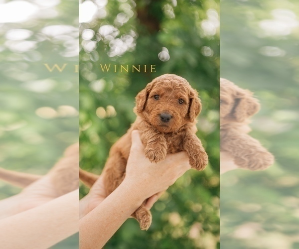 Medium Photo #18 Goldendoodle Puppy For Sale in PECK, KS, USA