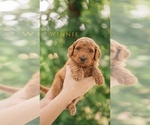 Small Photo #18 Goldendoodle Puppy For Sale in PECK, KS, USA