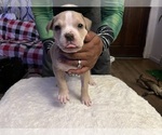 Puppy Puppy 5 American Bully