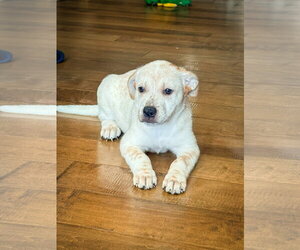 Mutt Dogs for adoption in San Diego, CA, USA