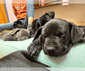 Otis - Male Mutt Dog for Adoption - Photo #2