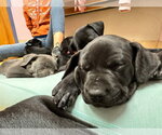 Small Photo #2 Mutt Puppy For Sale in Shillington, PA, USA